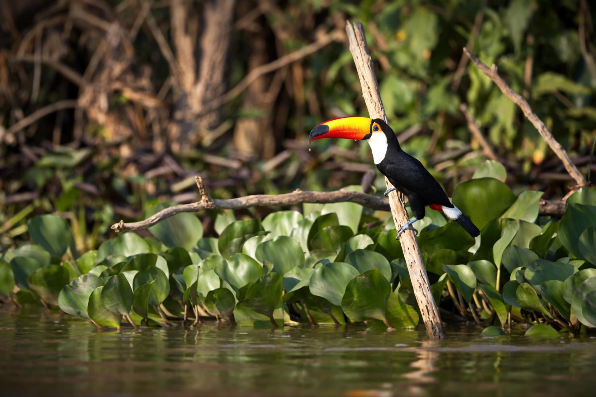 Caiman Lodge - Cuyabeno Nature Amazon Tour 외부 사진