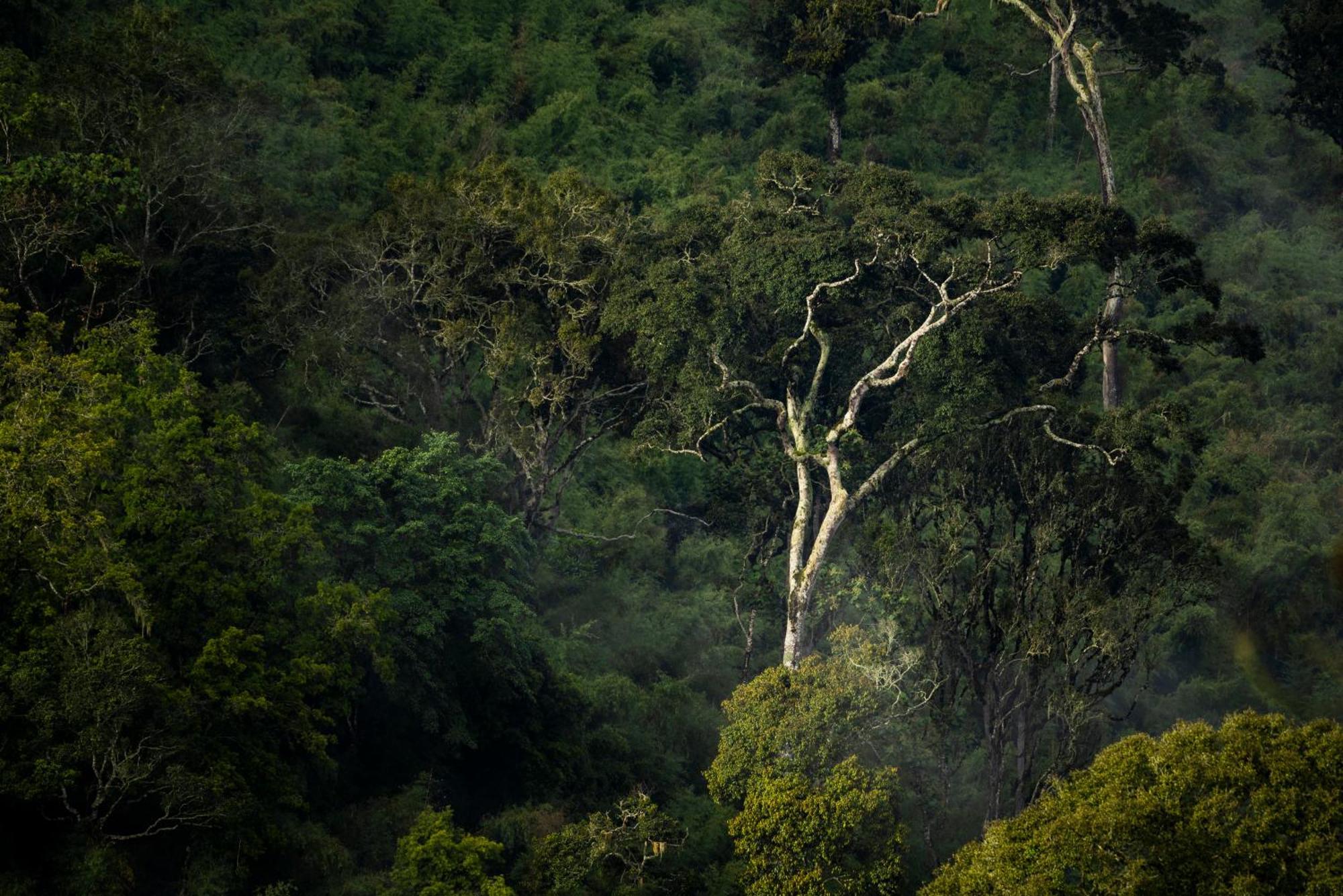 Caiman Lodge - Cuyabeno Nature Amazon Tour 외부 사진