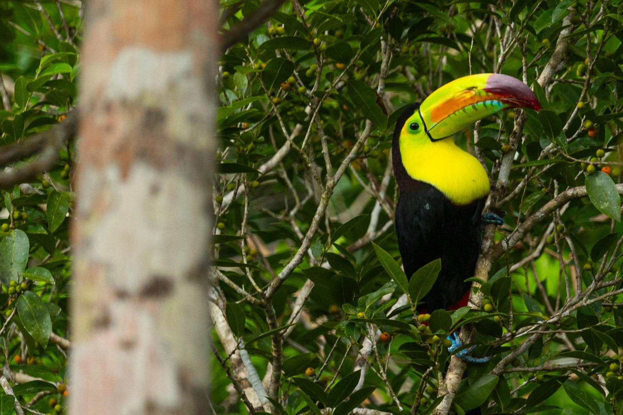 Caiman Lodge - Cuyabeno Nature Amazon Tour 외부 사진